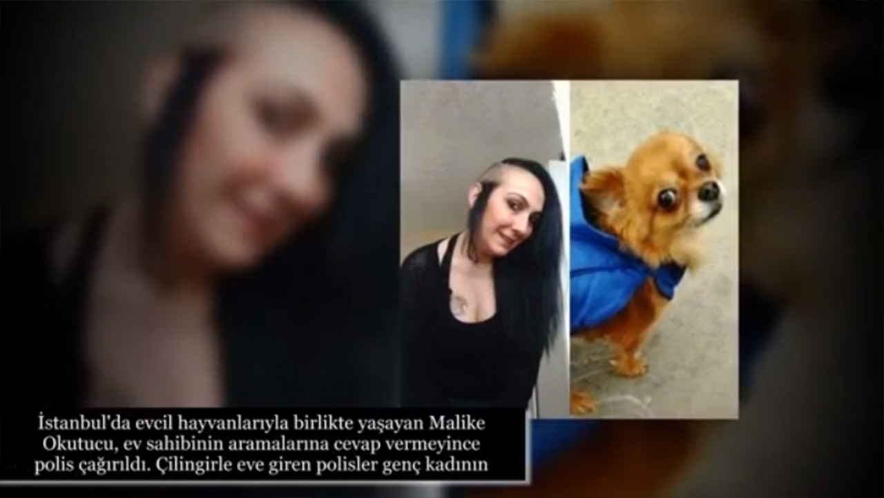 إسطنبول.. قطط وكلاب تنهش جثة صاحبتها بعد أسابيع على وفاتها!
