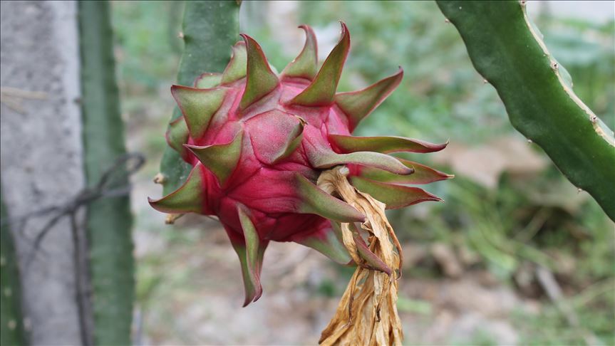 أنطاليا التركية تنجح بزراعة الفواكه الاستوائية