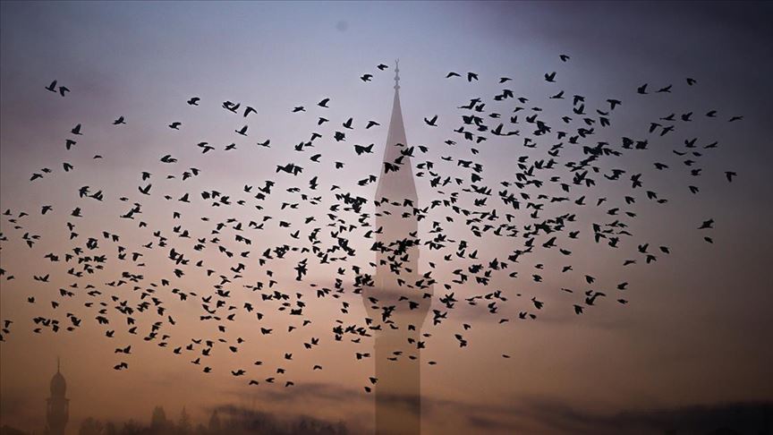 أسراب الطيور ترسم لوحة طبيعية في سماء “كوتاهية” التركية