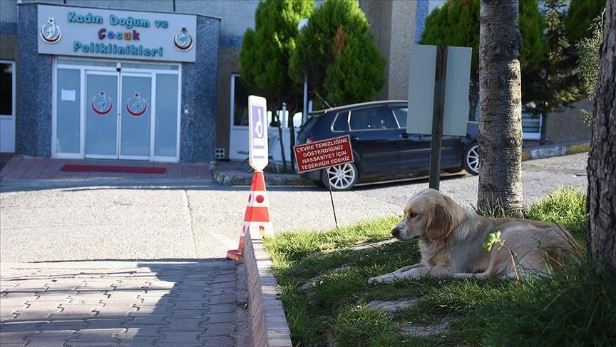 “وفاء كلب”..ينتظر صاحبه التركي المريض أمام المستشفى منذ 5 أيام