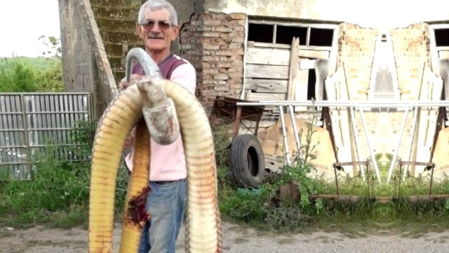 دفاعاً عن أحفاده.. مسنٌّ تركي يقتل ثعباناً طوله 4 أمتار في ولاية سينوب