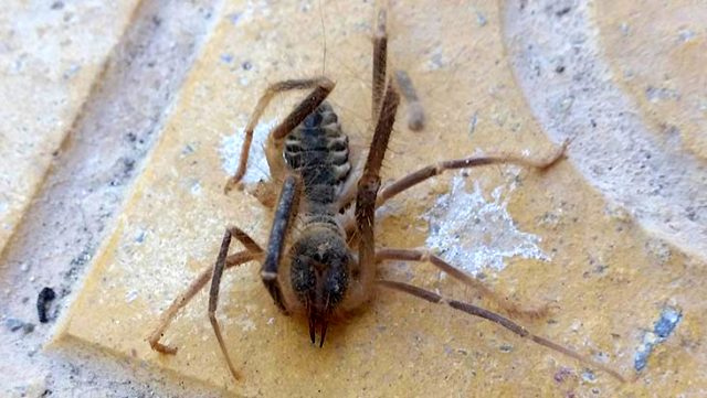 تحذيرات من خطر عنكبوت قاتل ظهر في ولاية قونيا