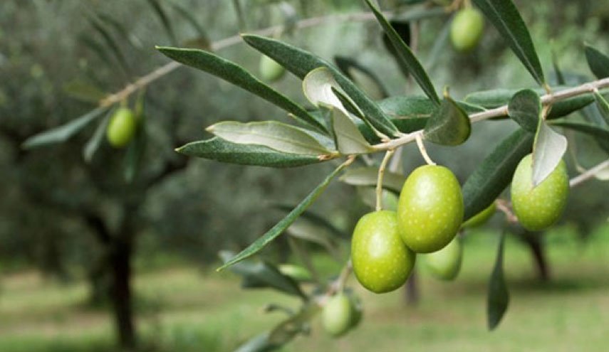 أكذوبة نقل تركيا أشجار الزيتون من سوريا