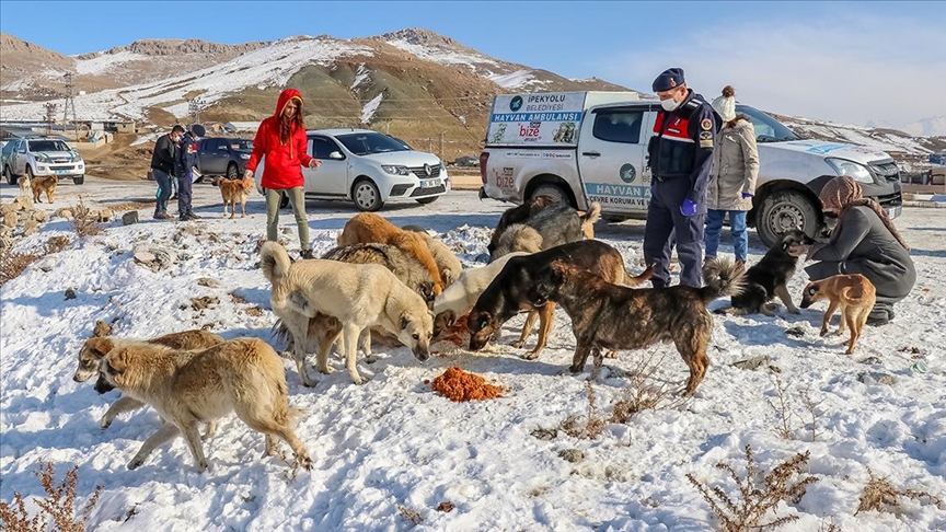 حملة لإطعام الحيوانات البرية شرقي تركيا.. بالتزامن مع تراكم الثلوج