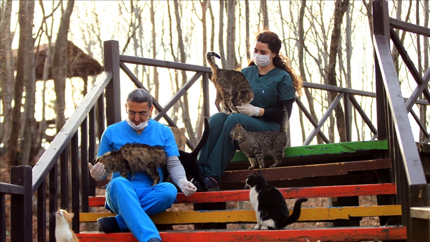 كافتيريا وملاهي ومشفى.. في “مدينة القطط” بتركيا