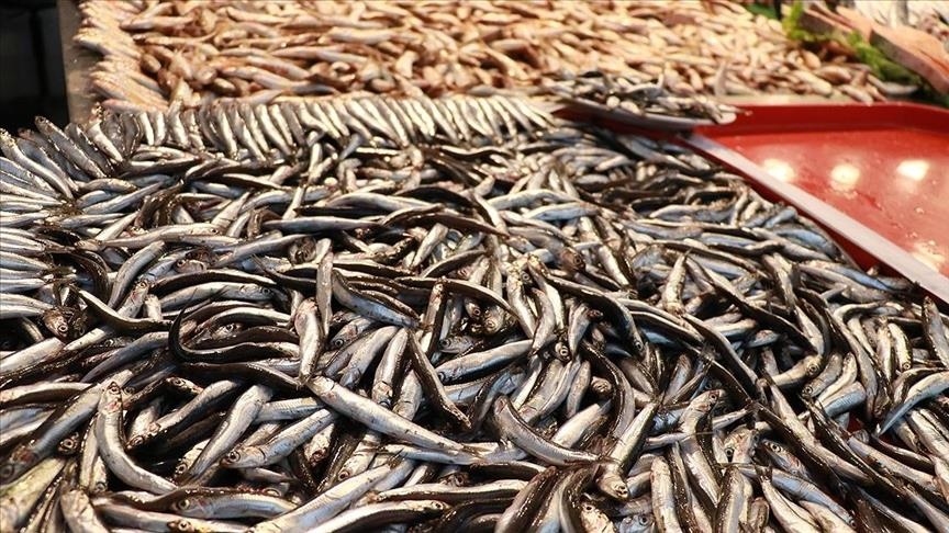 تركيا.. صادرات الأسماك تسجل رقما قياسيا في كانون الثاني