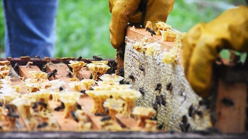 تركيا.. صادرات العسل تتجاوز 9 ملايين دولار في الثلث الأول من 2021