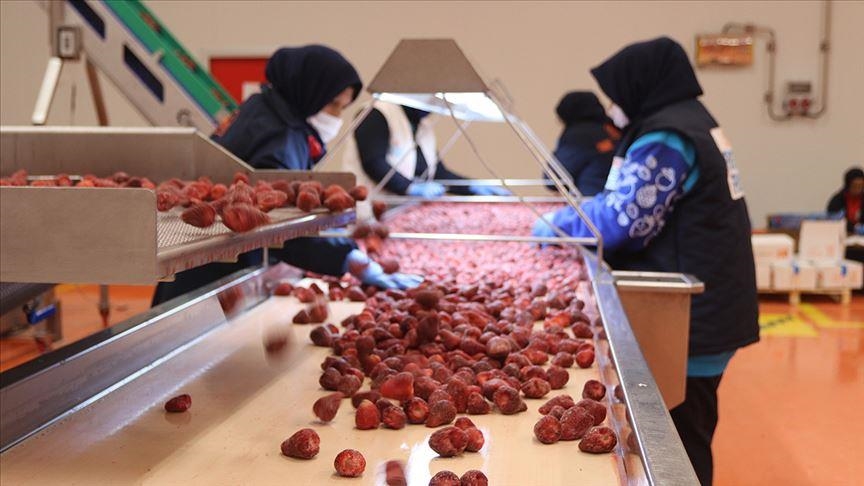 صادرات الفواكه المجففة التركية تتخطى مليار دولار في 9 أشهر