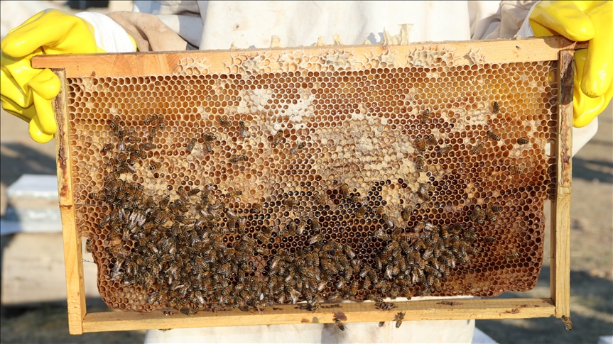إنتاج العسل بدعم حكومي في شانلي أورفة