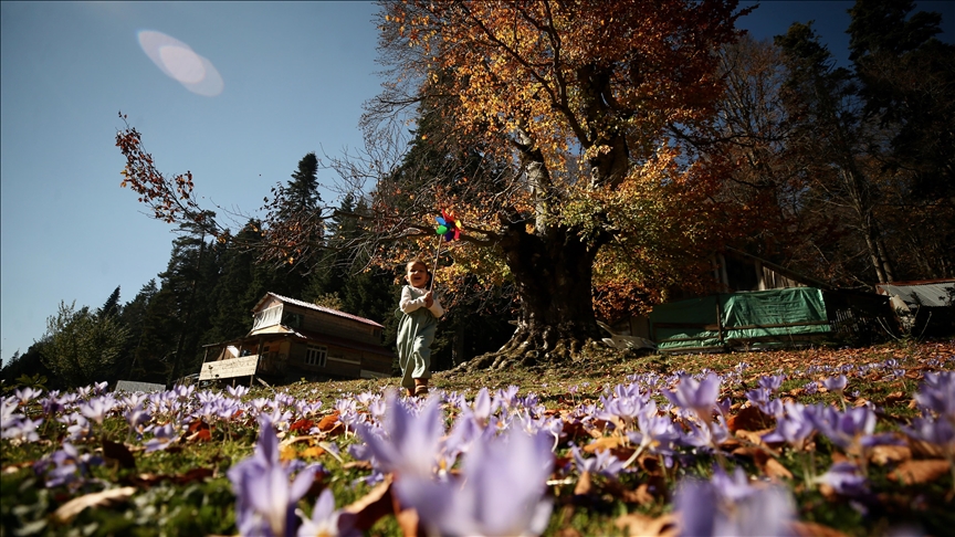 سحر دوزجة التركية.. حينما يصبح الخريف “تحفة فنية”
