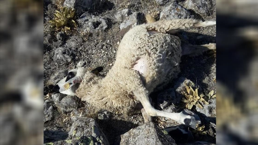 ذئاب ترتكب مجزرة بخراف في مراعٍ وسط تركيا
