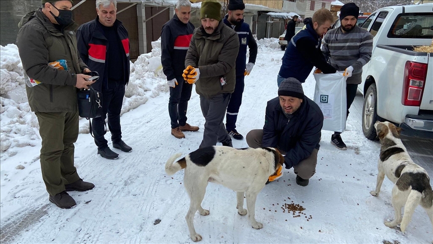 بعد تساقط الثلوج.. نشطاء أتراك يقدمون الطعام للحيوانات البرية