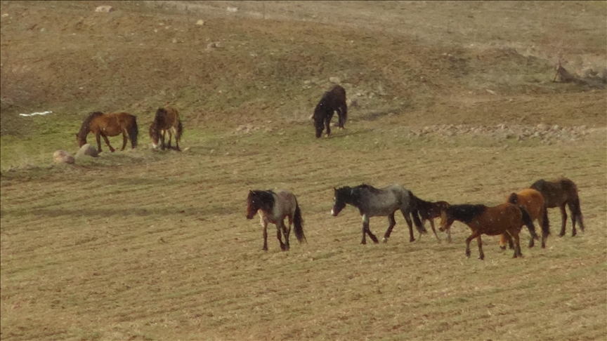 تركيا.. خيول برية تتجه إلى القرى بحثا عن الطعام