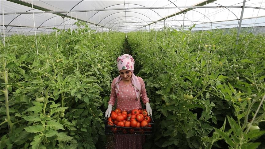 صادرات المنتجات الزراعية التركية تحقق 13.5 مليار دولار